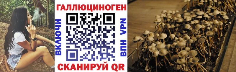 Галлюциногенные грибы Psilocybe  площадка формула  Ковров 
