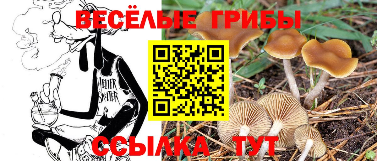 Псилоцибиновые грибы Cubensis Ковров